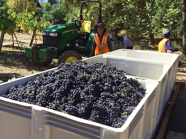 A bin of grapes from an autumn harvest.